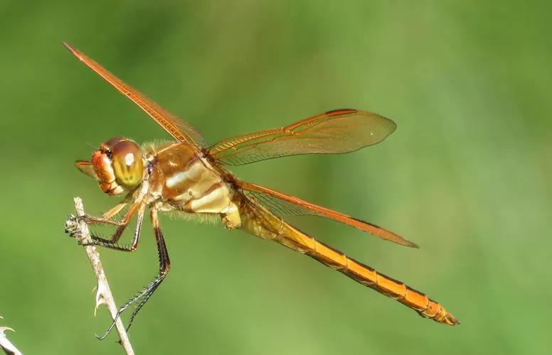 童年时抓蜻蜓的美好回忆,回忆童年抓蜻蜓