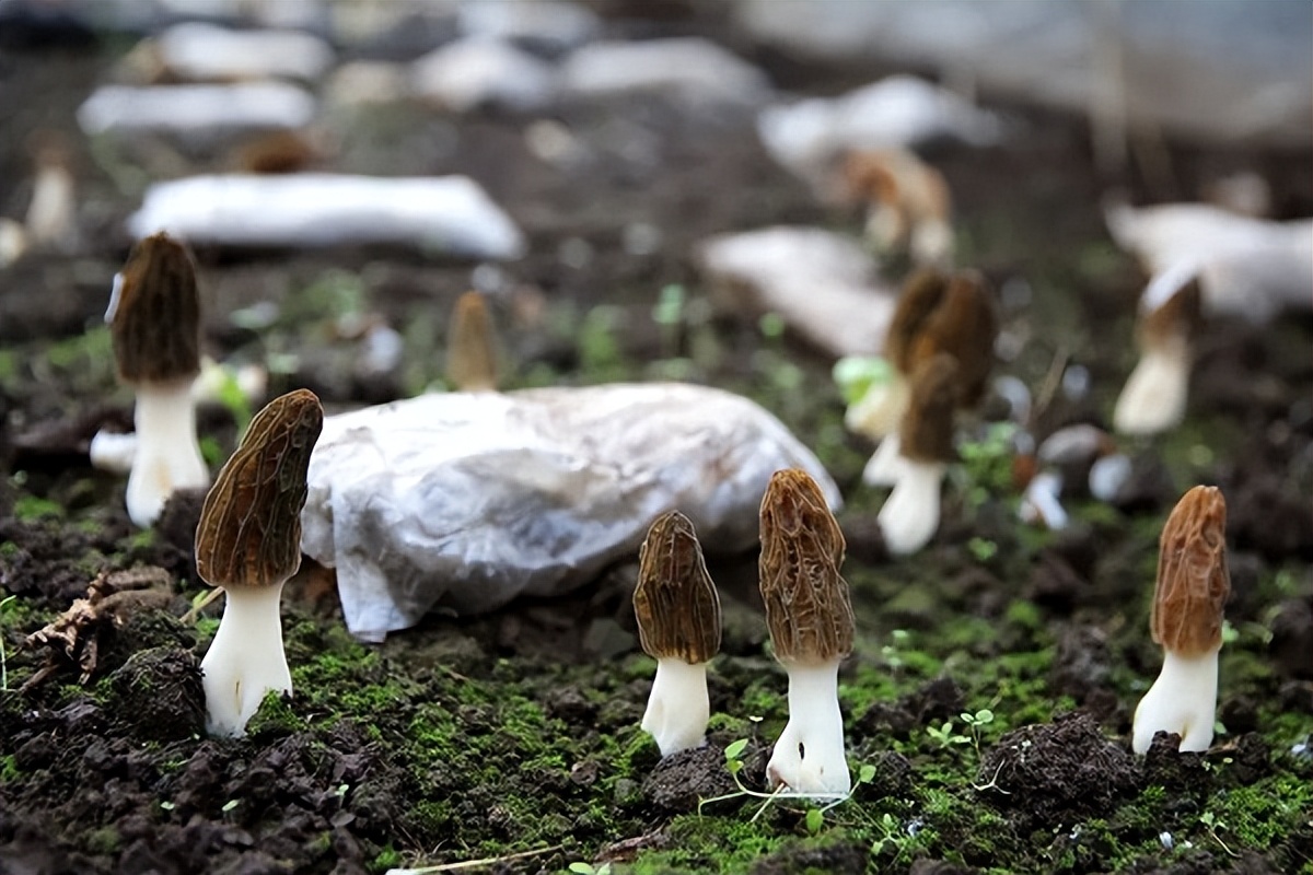 羊肚菌种植基地云南富源,云南富源特产羊肚菌
