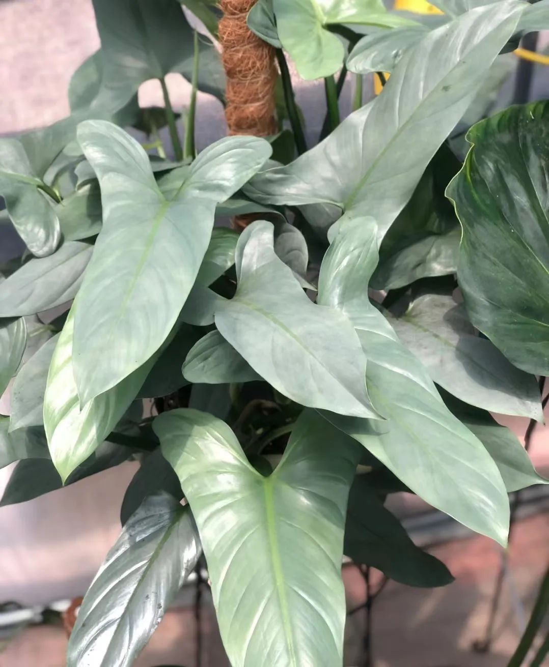 盘点24个常见蔓绿绒品种，叶色靓丽颜值高，总有一款撬动你的心！