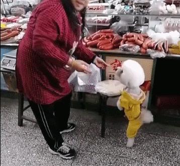 比熊犬老是舔人怎么办,比熊犬总是舔鞋子怎么制止