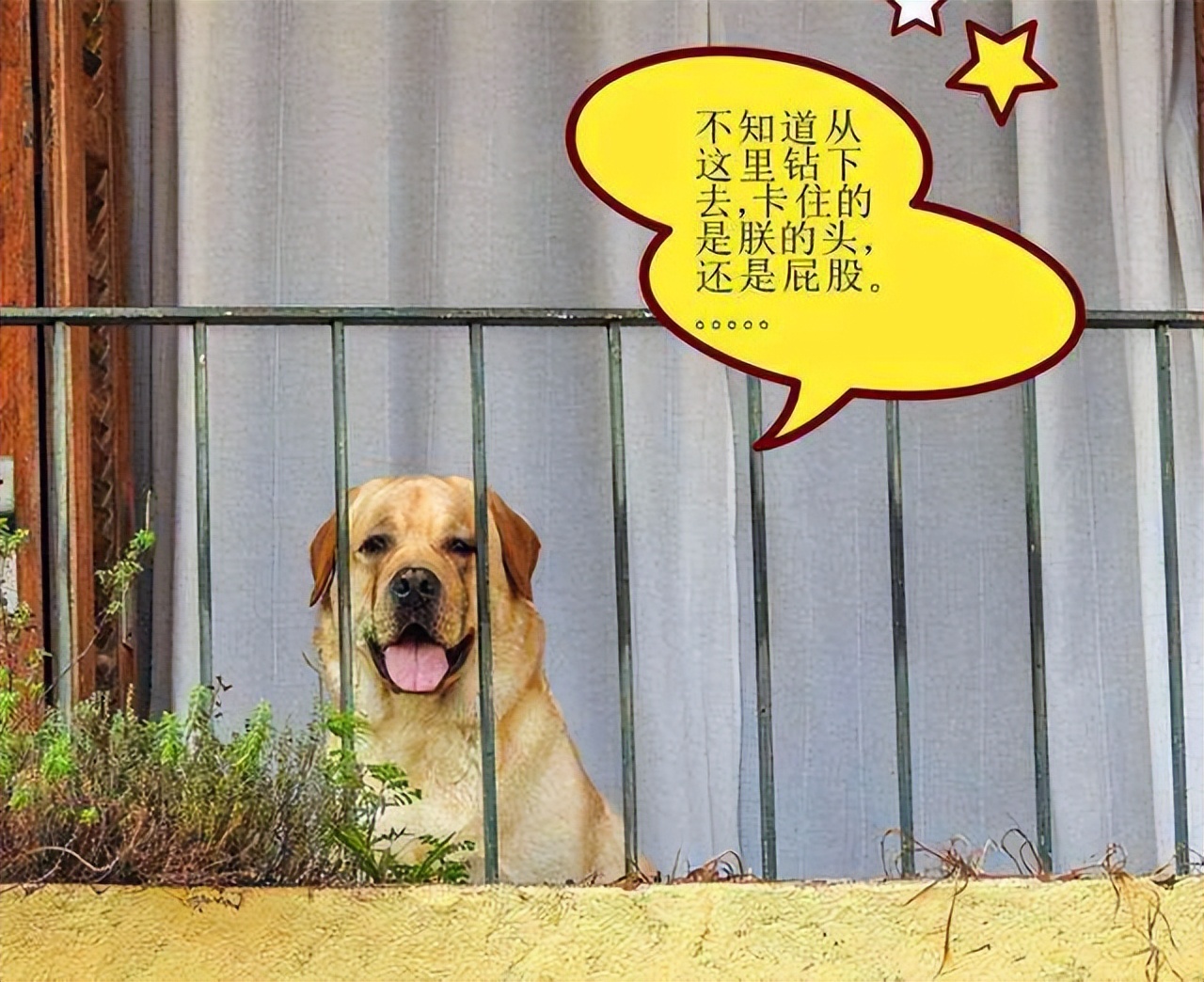 怎样用诱导剂训练狗狗定点上厕所,怎么教狗狗上厕所定点大小便