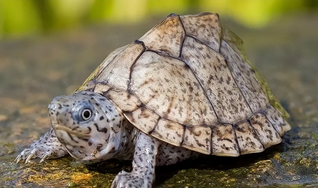 养龟腐皮是啥样的,腐甲腐皮的乌龟怎么治疗