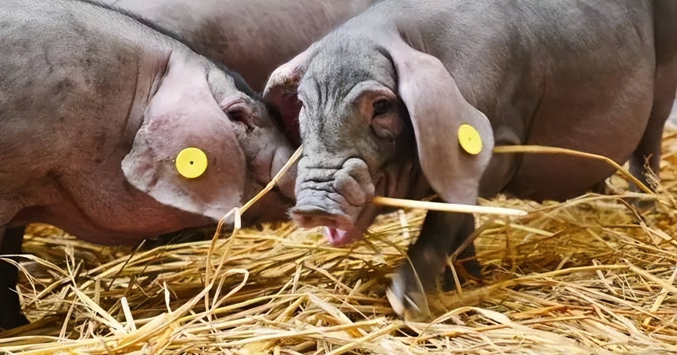 网易的养猪场现在怎么样了,网易养猪场现在怎么样了2020年