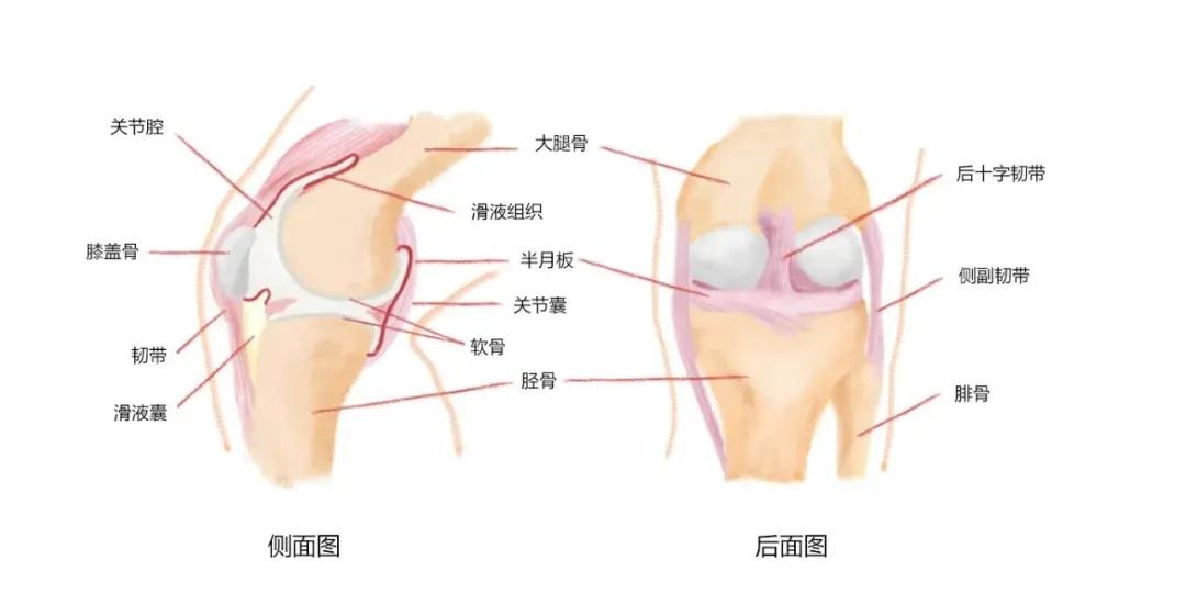 膝盖内侧肿痛是半月板损伤吗,膝盖酸软卡卡的响是什么情况