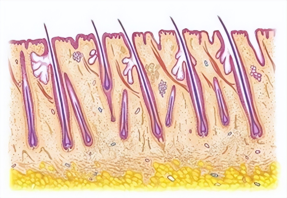 鼻毛变白是衰老前兆吗,男性头发胡子鼻毛变白是什么原因