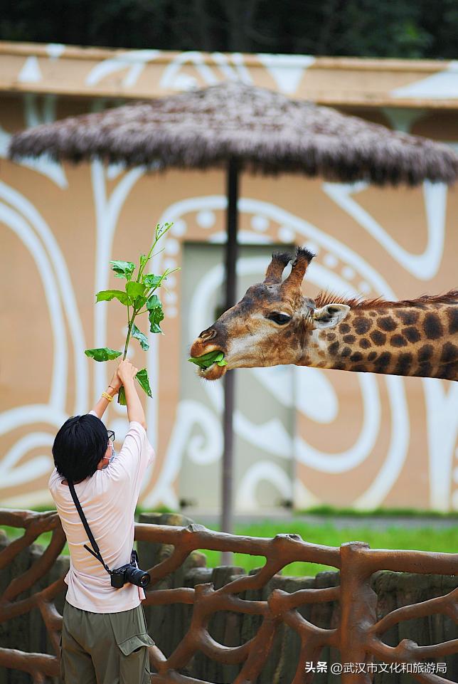 端午节私藏版游玩攻略,蔡甸2021年1月游玩攻略