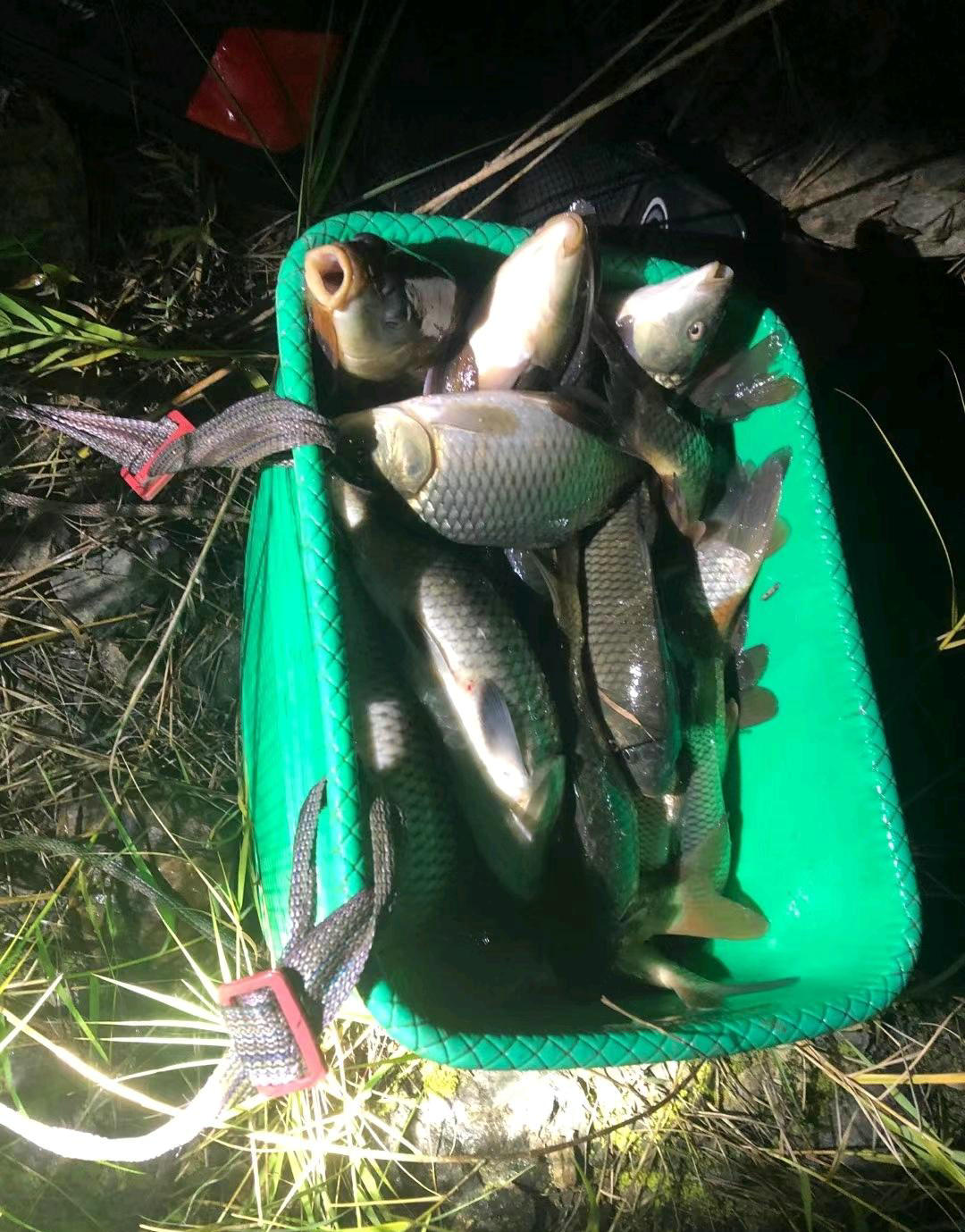 一天钓鱼一两百斤！这些金沙江的钓鱼人过了瘾，也招来骂声