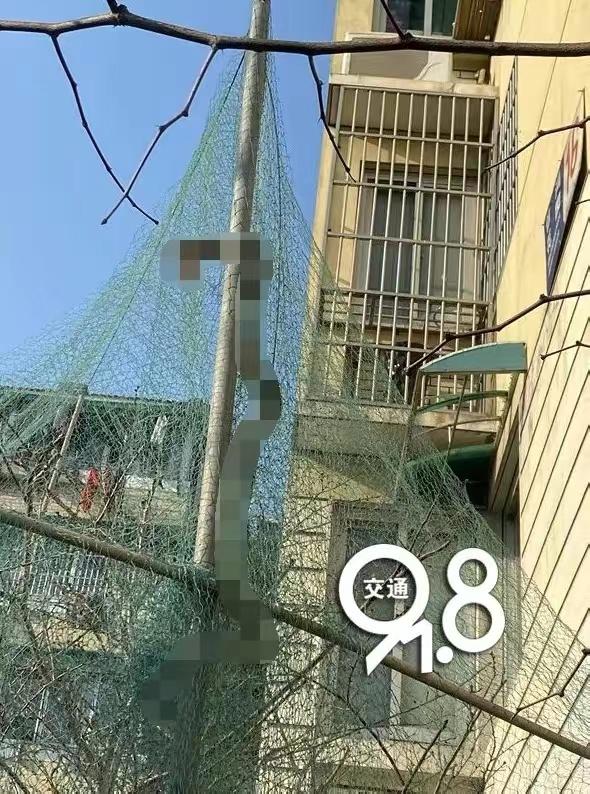 吓人!深圳一工地挖出3条超70斤大蟒蛇,不怕雄黄它究竟怕什么?