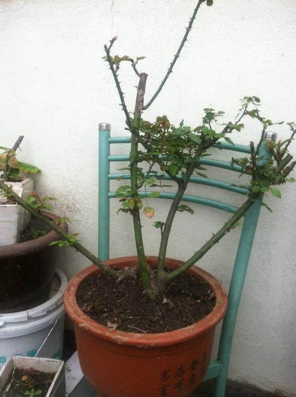 裸根老桩月季需要套塑料袋吗,裸根苗月季多少钱