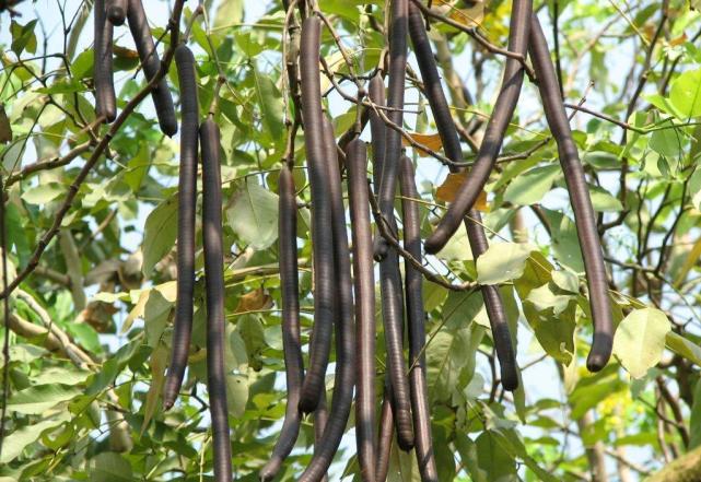 这种植物被当杂草其实却是稀罕货,这种植物山里随处可见