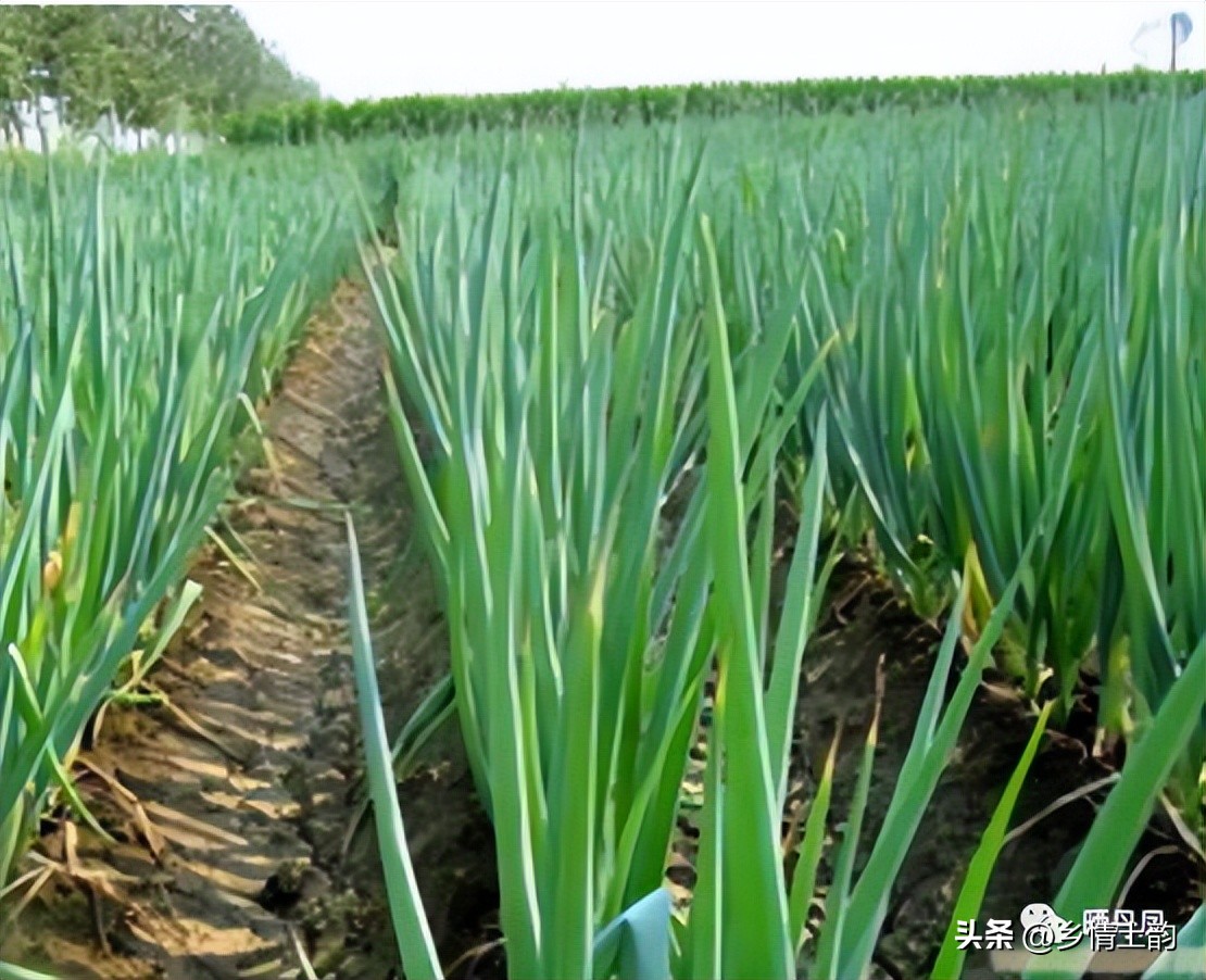 金佰安:老家的大葱