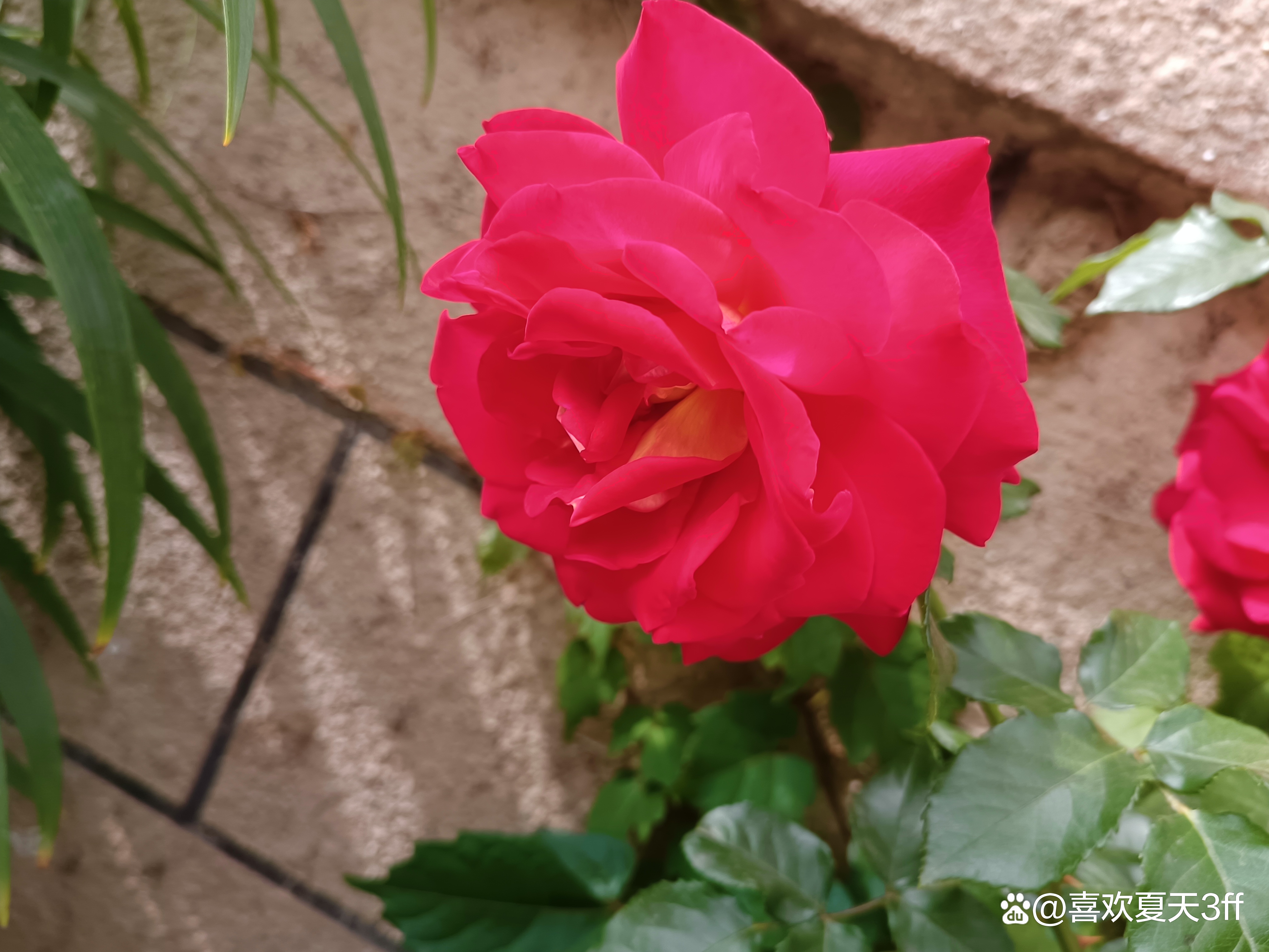 端午节快乐莲花盛开,端午节前后插花容易活吗