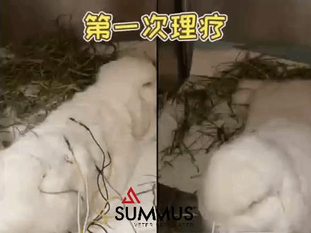 垂耳兔受伤了怎么办,垂耳兔治愈视频