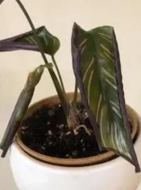 观赏植物黄叶为啥,竹芋绿植叶子焦边怎么办