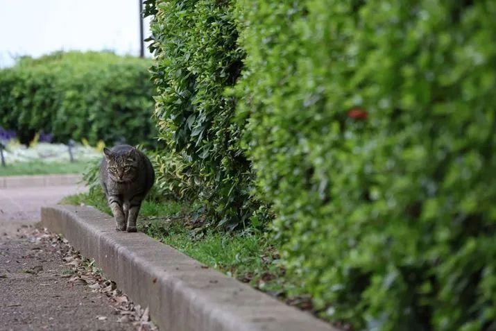 2023年佳能eosr7还值得买吗,性能最佳的半画幅相机
