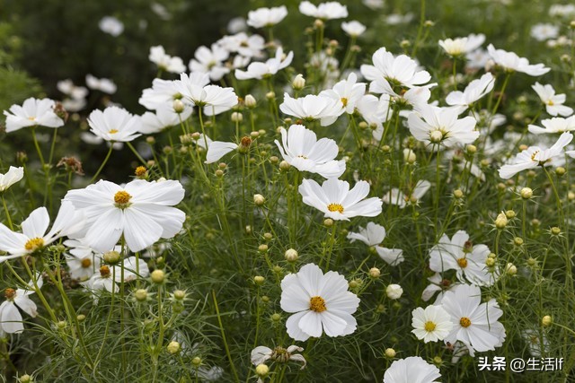 当别人把你当傻子时你该怎么办,面对一个傻子不要拆穿他