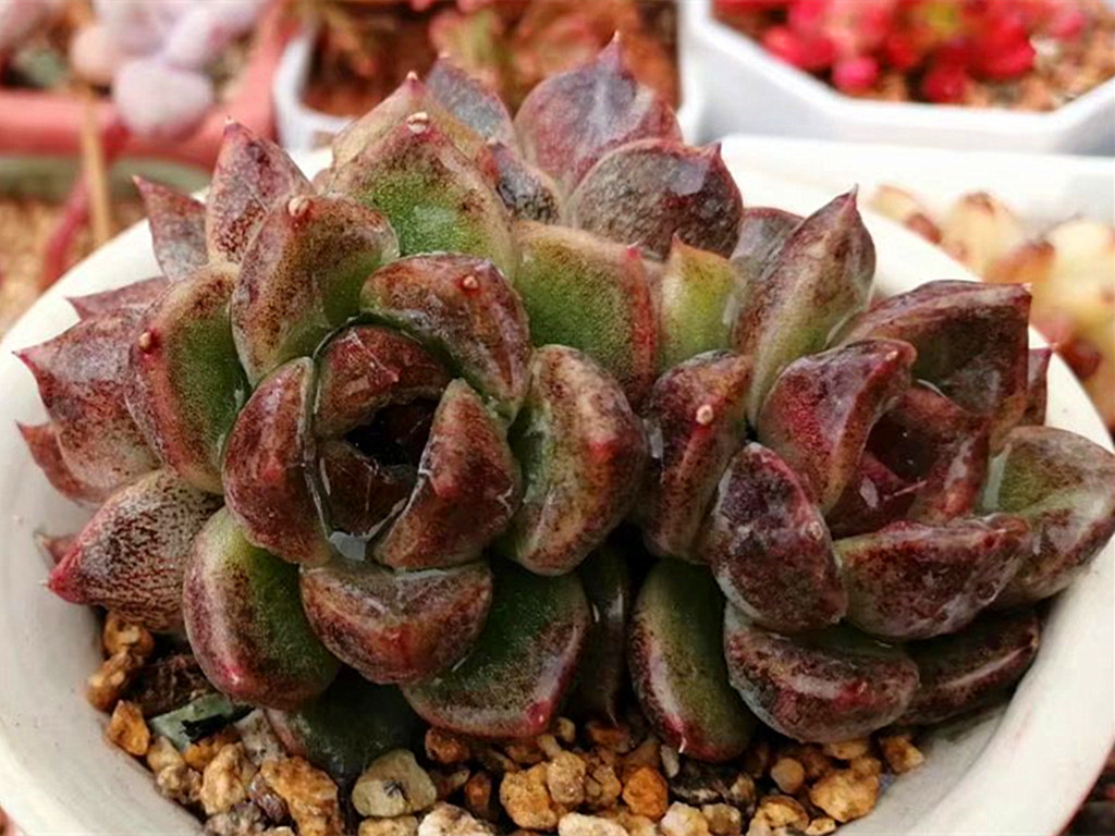 多肉变绿是怎么了,多肉总是绿绿的