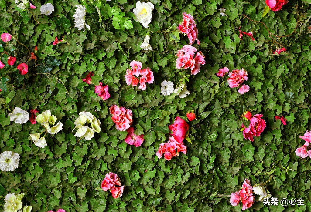 绿篱的种植标准,常见绿篱浇水及修剪要求