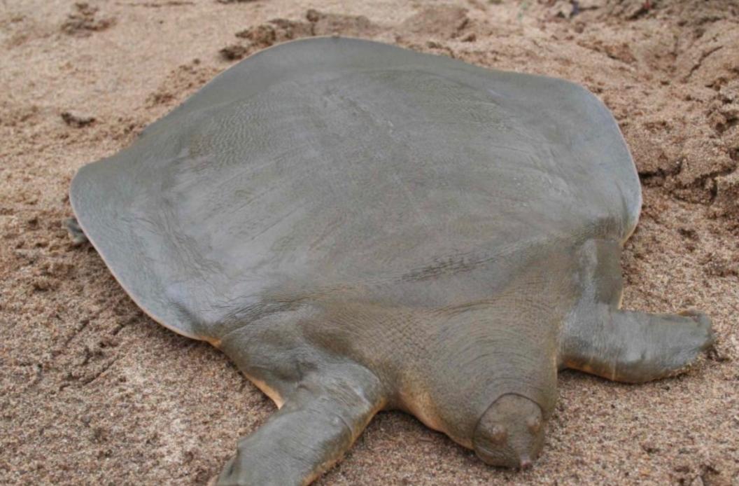 全球仅剩三只的中国神兽,全球只有三只的神兽