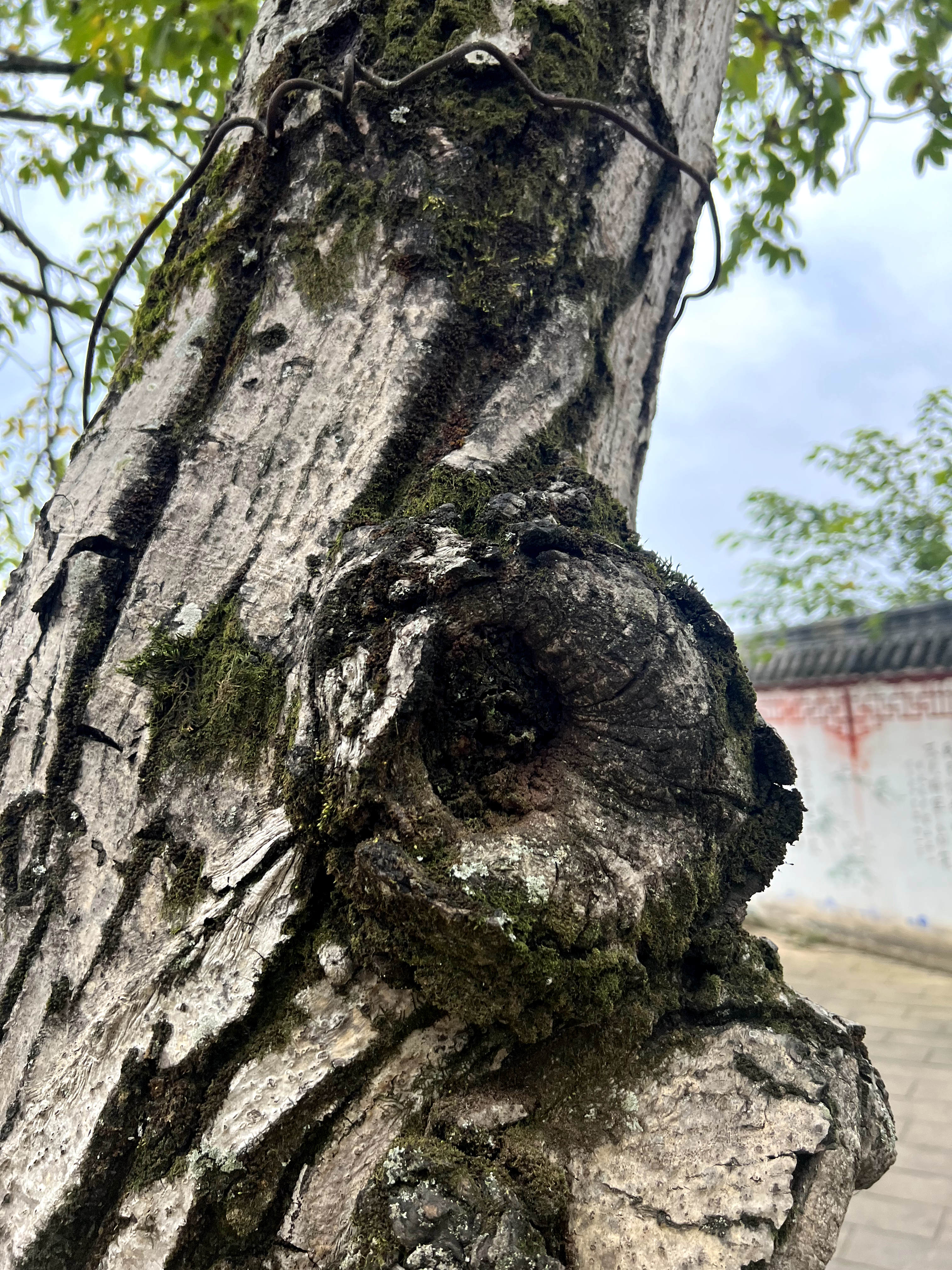 四川广元剑阁核桃树,广元剑阁核桃树