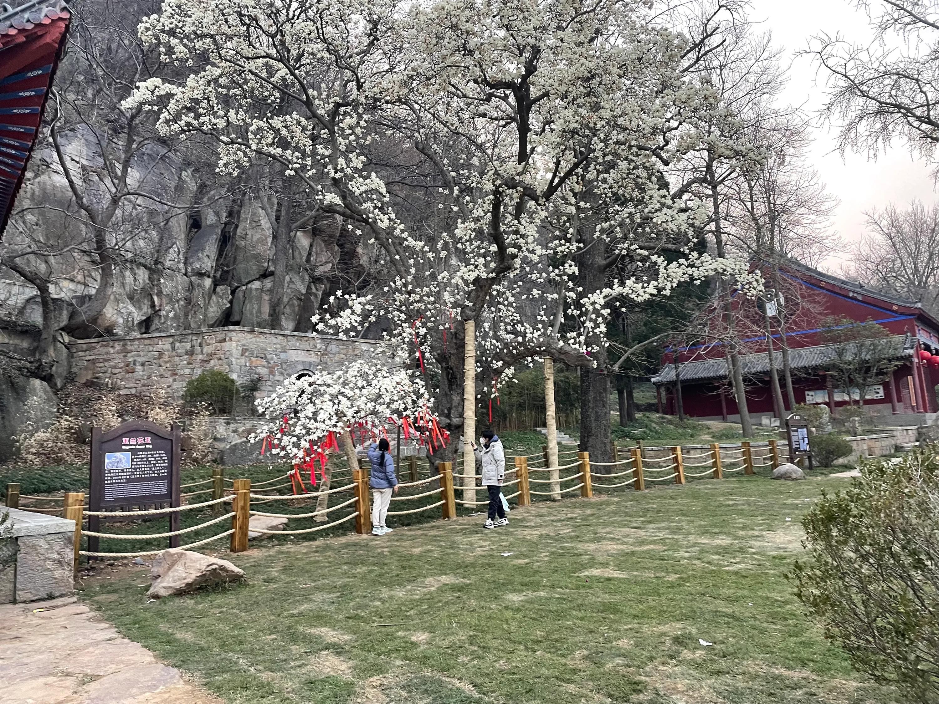 新学年第二学期No.198英语金句加外刊东磊花王白玉兰