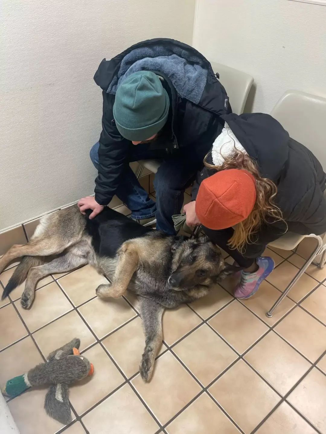 德牧被救的视频后续,被救德牧最终死亡