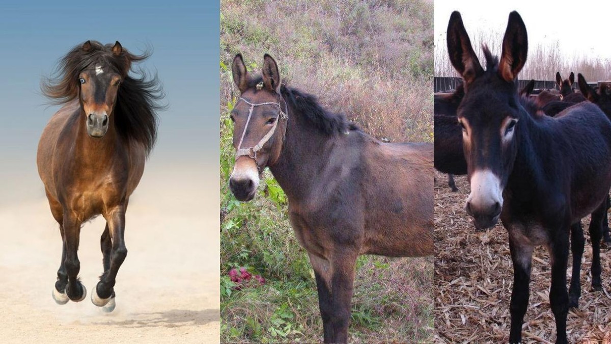 婆罗洲神秘杂交猴,婆罗洲惊现杂交神秘猴