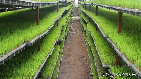 春雷一声响祖国好风光,春雷一声响完整版