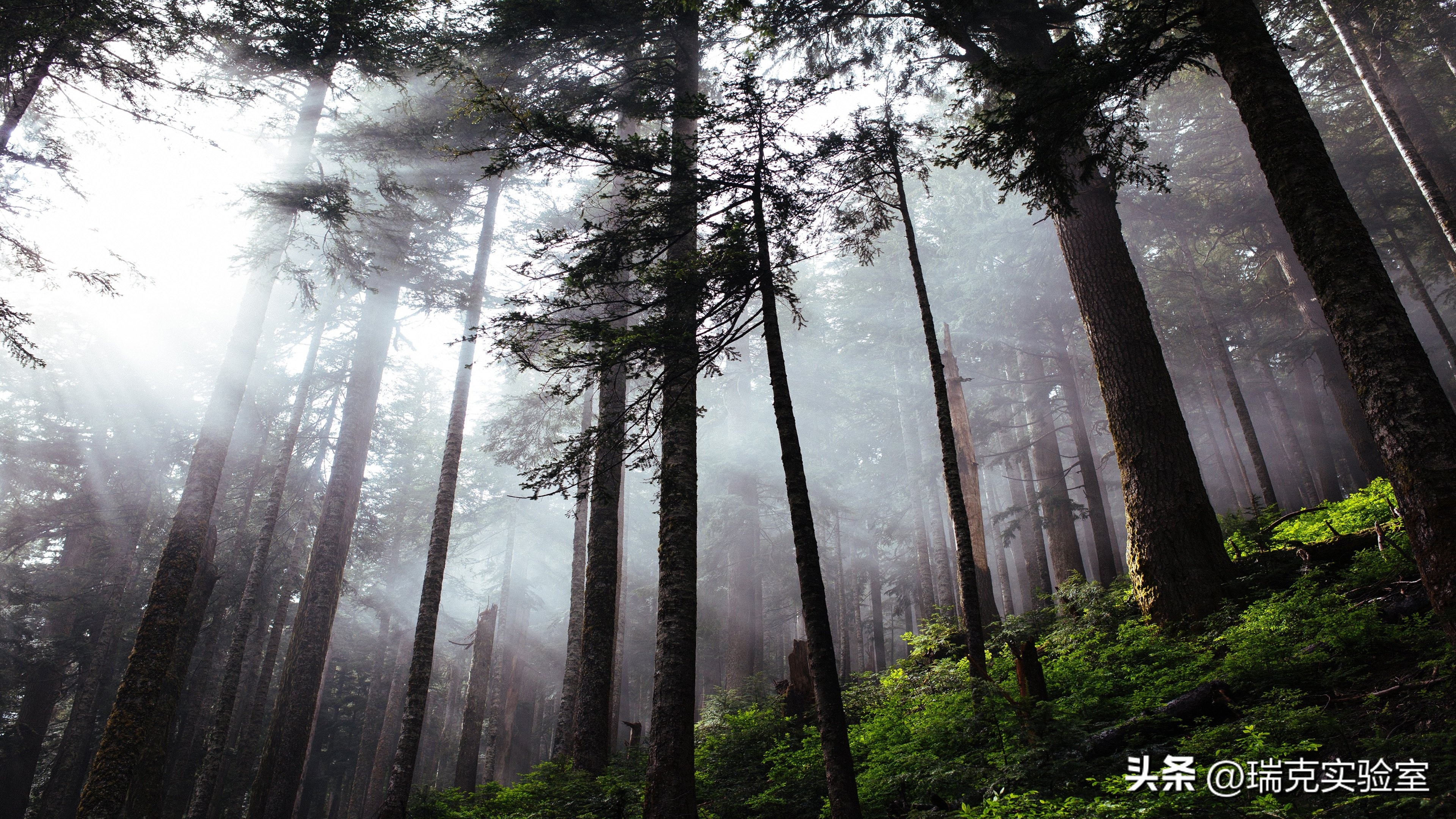 半夜搜山发现怪异生物,大鲵神秘生物