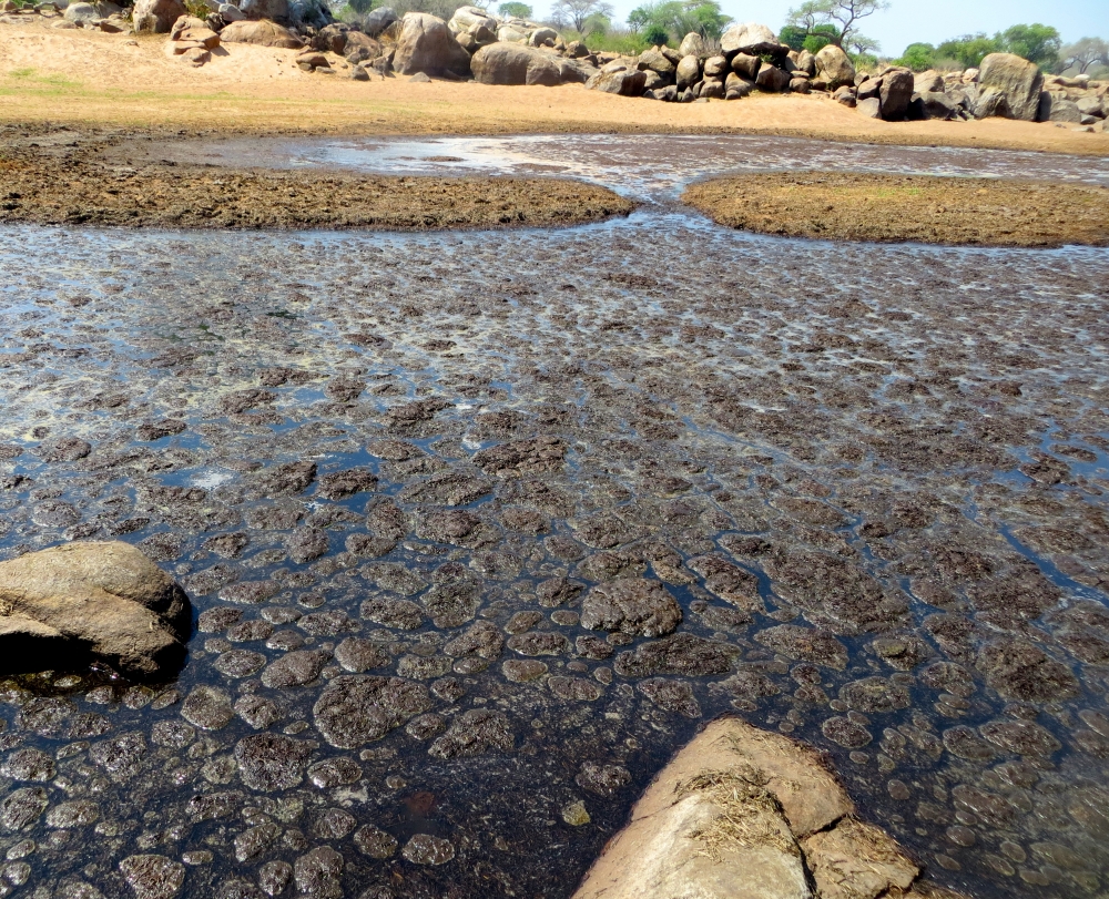 被屎包围是一种什么体验？非洲的鱼告诉你，真的能把鱼“恶心”死