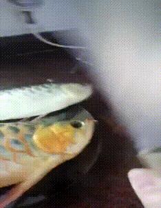 每日gif搞笑趣图,每日gif