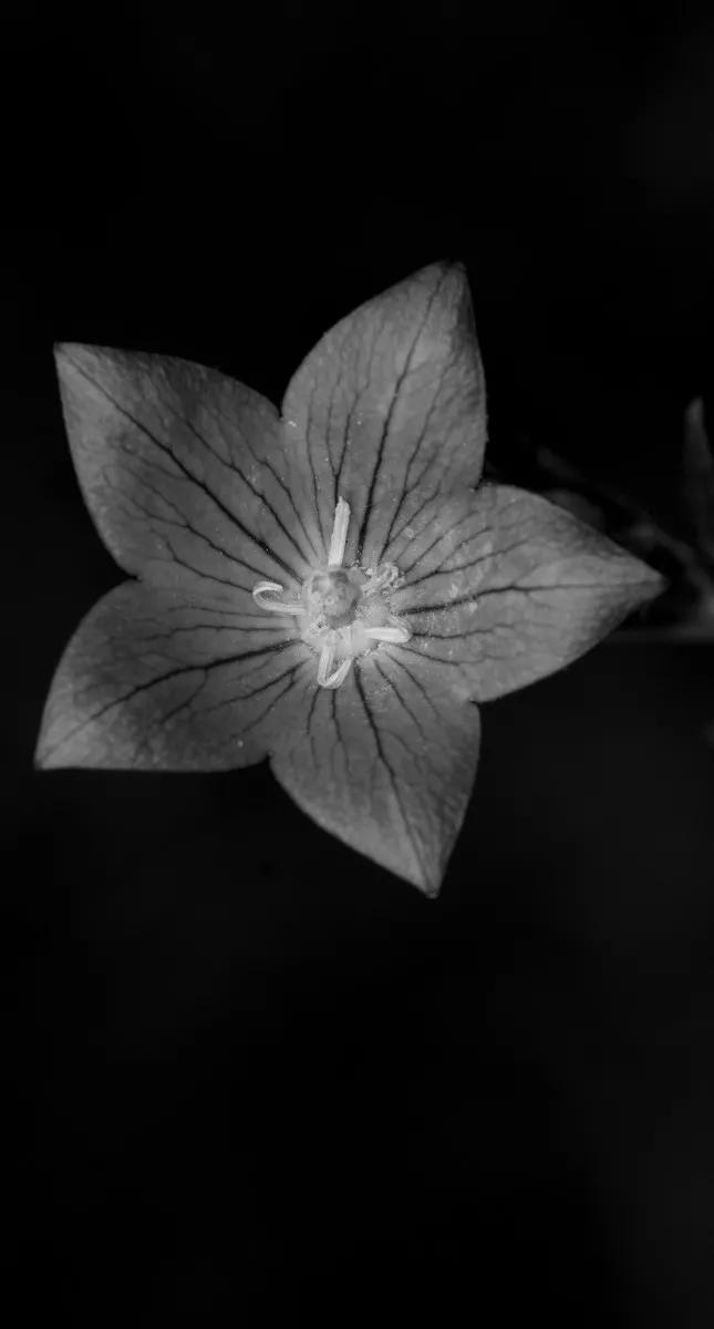 黑白花朵壁纸超清,全屏花朵壁纸无水印黑白