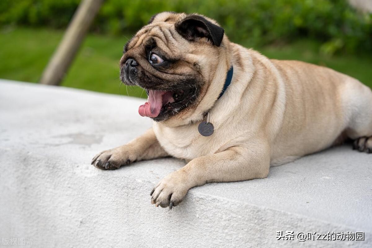 养狗夏天怎么省钱给狗降温,室外养狗如何避免狗中暑