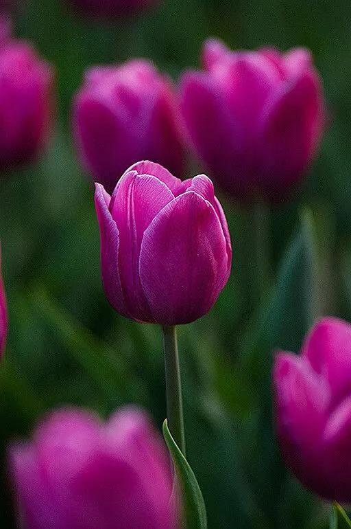 白色郁金香图片大全,郁金香图片大全大图唯美