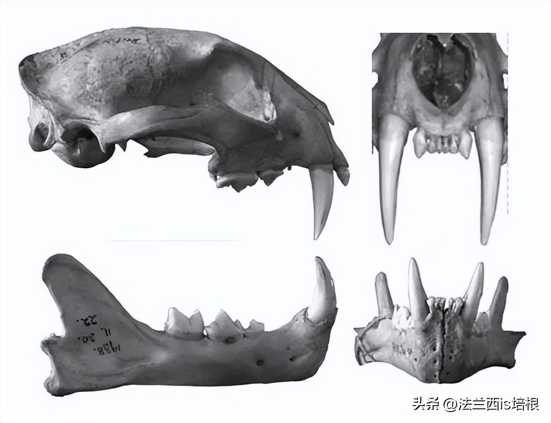 中国最难人工繁育的动物,我国濒危的豹