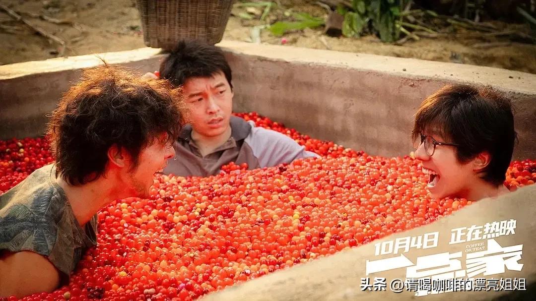 云南天皓庄园咖啡豆,云南天皓庄园