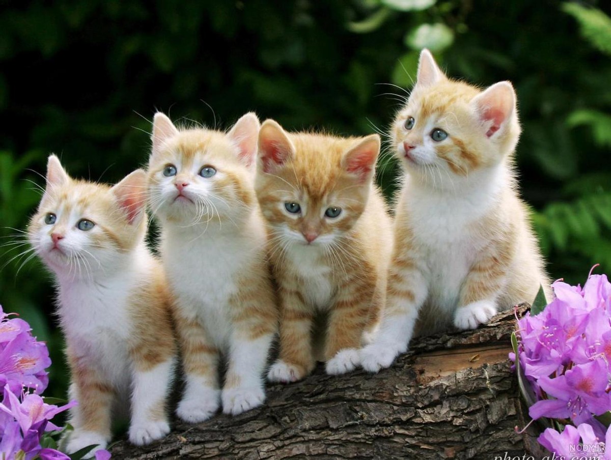 1000只猫鼠大战,72只猫灭鼠大战真实视频