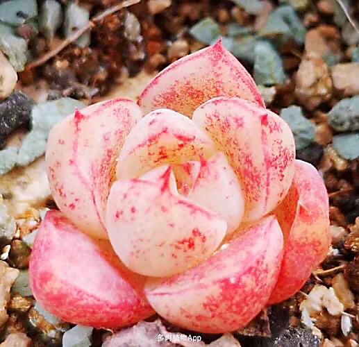 又美又仙的多肉,多肉植物100年的老桩奥普琳娜