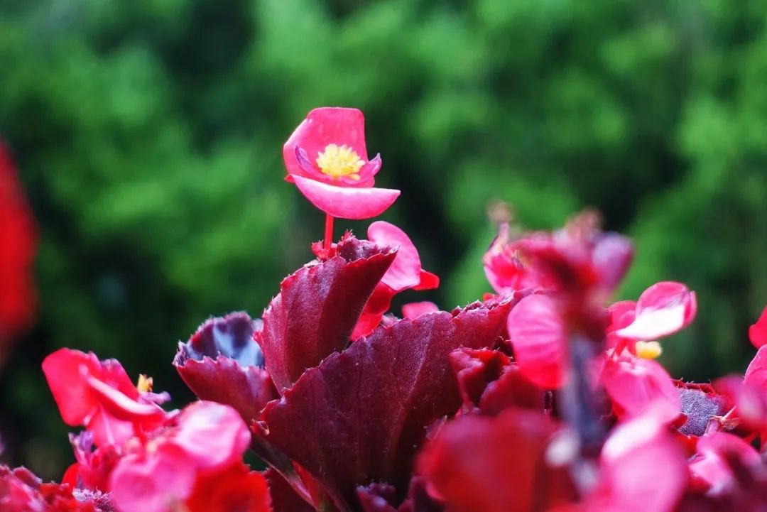 四季海棠花期过了怎么养,四季海棠花期过后怎么养护好