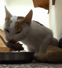 猫咪身体有虫会有什么表现,猫咪身上有黑色的小虫子是什么虫