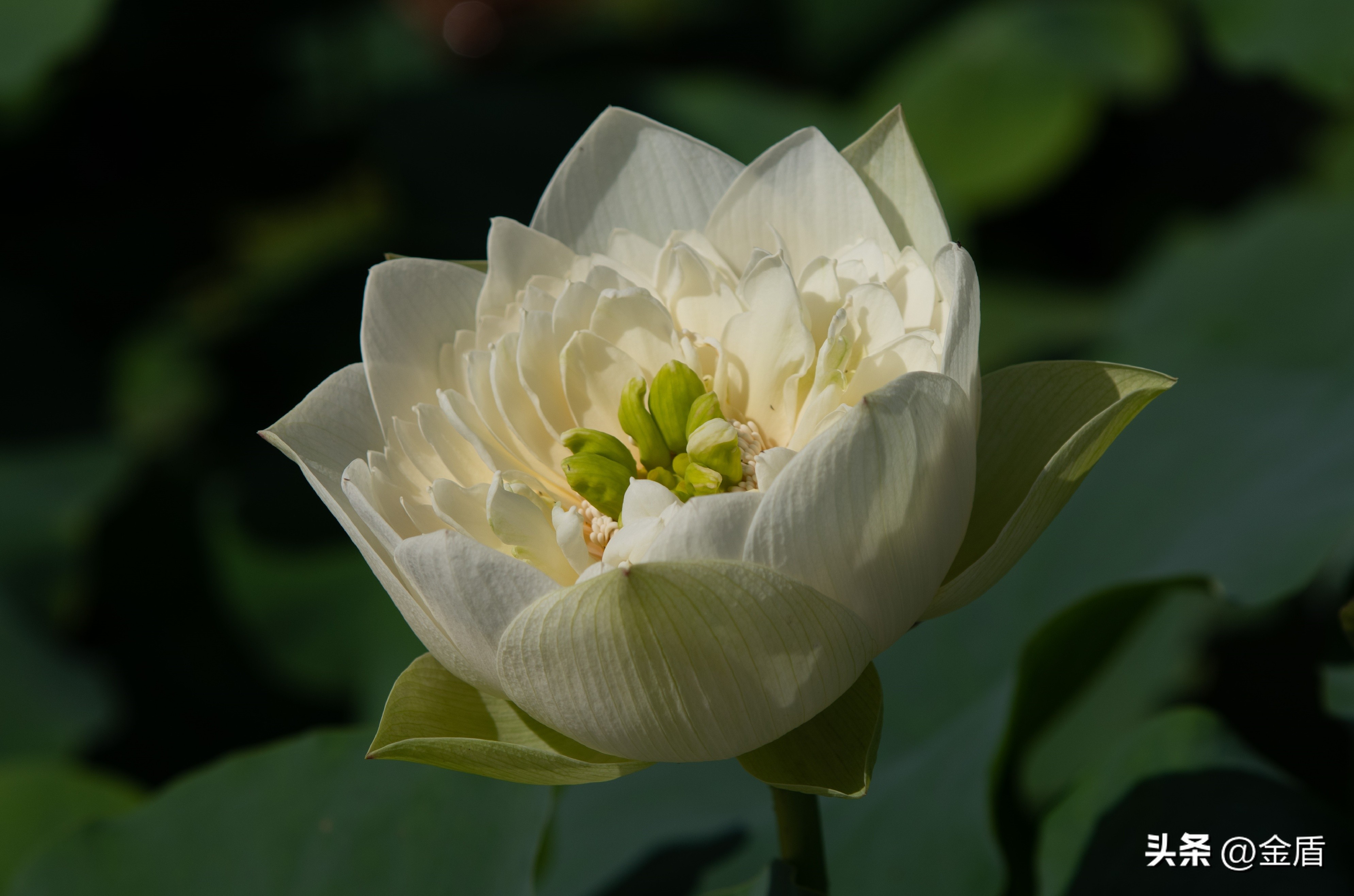 荷花象征着纯洁无瑕,纯洁无瑕的荷花