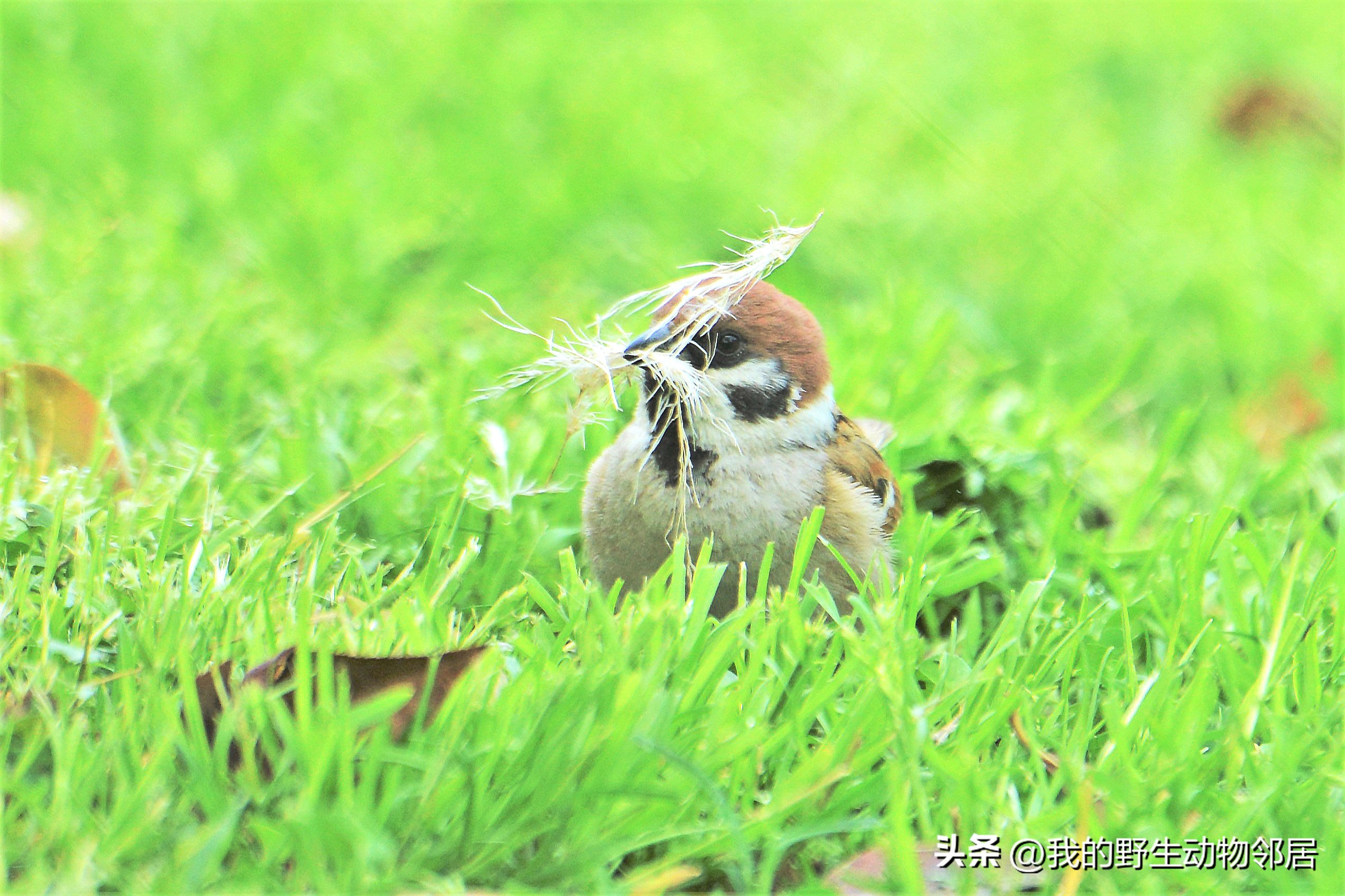 上海野生动物园百鸟园,上海野生鸟类种类有多少