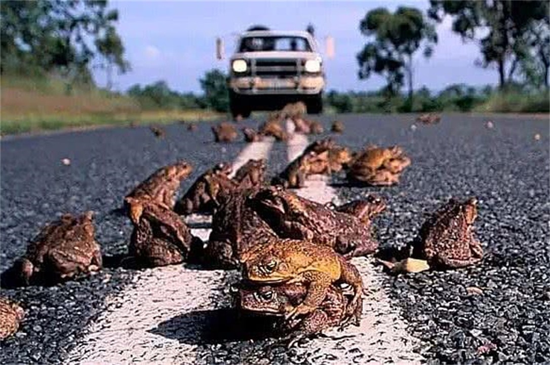 澳大利亚百万骆驼泛滥成灾,澳洲野兔泛滥成灾上演人兔大战