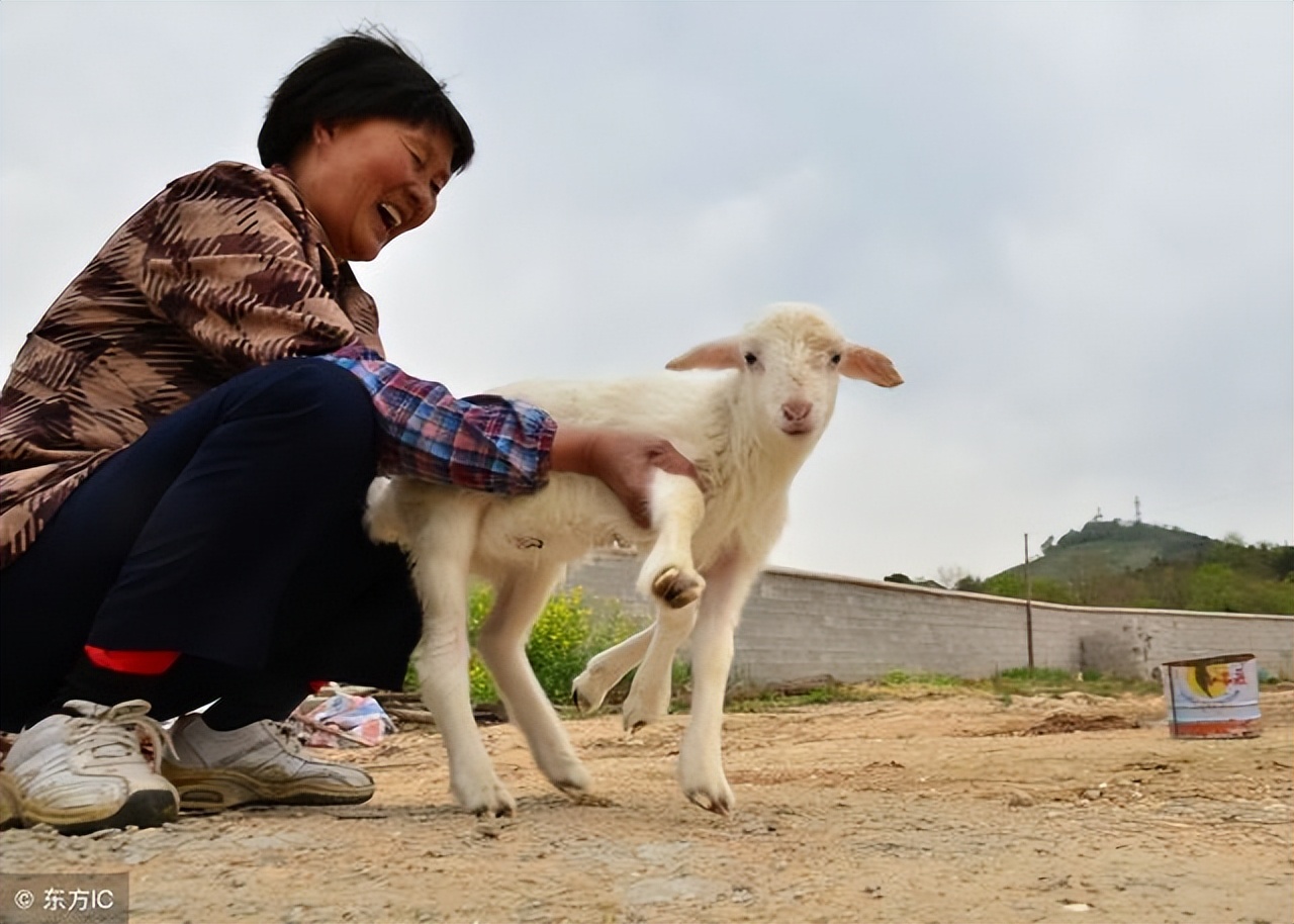 母羊生小羊的前兆？母羊怎样生小羊？如何接生小羊羔？本文告诉你