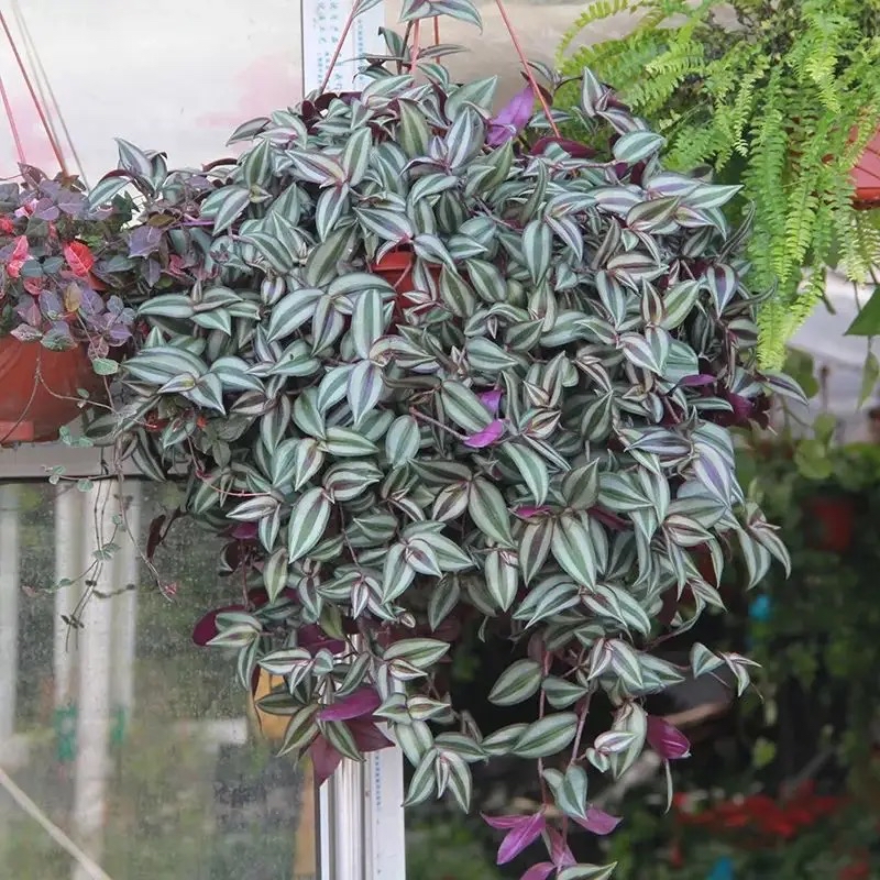 5种花漂亮又养人,5种花好养又漂亮