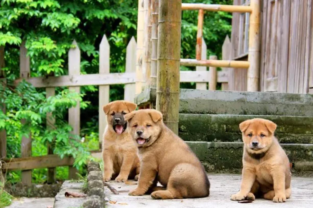 土猫和土狗,农村土狗土猫