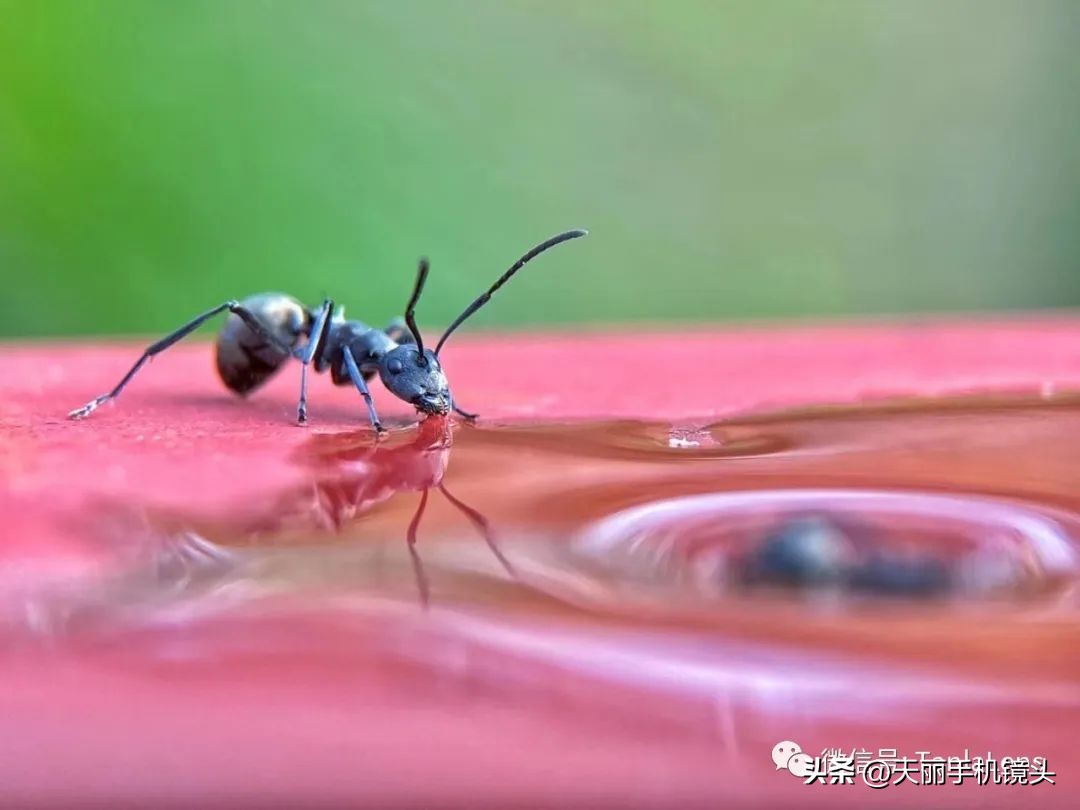 【天丽镜头】天丽摄影师王向阳微距摄影-蚂蚁