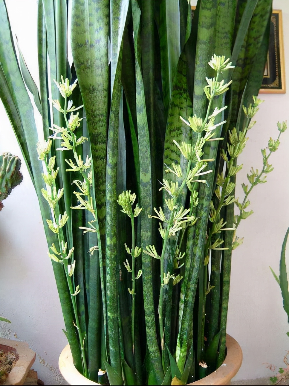 越养越吉利的三种花有哪些,玫瑰花老桩用大盆还是小盆栽培