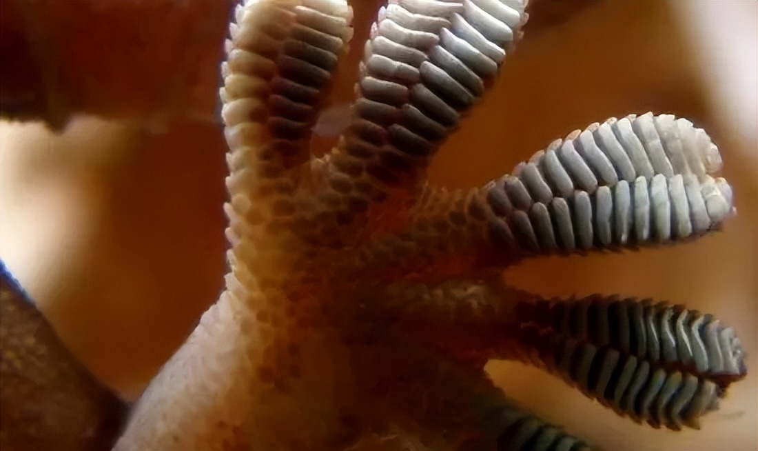 壁虎不是益虫吗为什么是五毒之一,壁虎既然是益虫为什么还是五毒