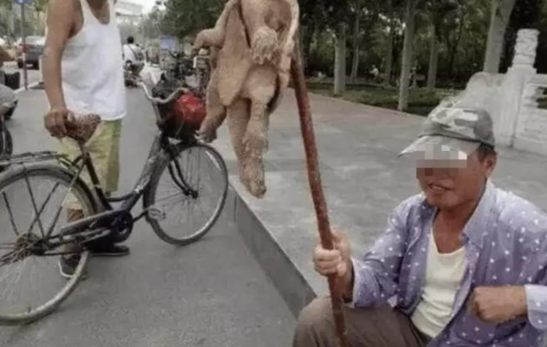 买了一只乌龟有什么预兆,路边800块钱买6只大乌龟